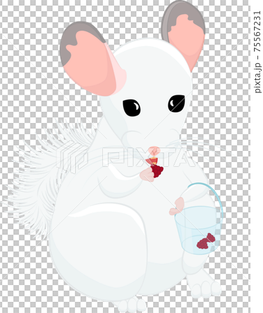 Cute stylized cartoon white chinchilla eating raspberries isolated on green Cute stylized cartoon white chinchilla eating raspberries isolated on green 75567231