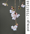 河津桜（カワヅザクラ） 75567248