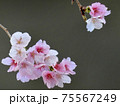 河津桜（カワヅザクラ） 75567249