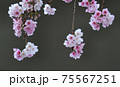 河津桜（カワヅザクラ） 75567251