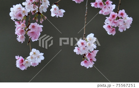 河津桜(カワヅザクラ) 河津桜(カワヅザクラ) 75567251