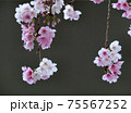 河津桜（カワヅザクラ） 75567252