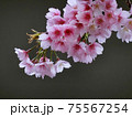 河津桜（カワヅザクラ） 75567254