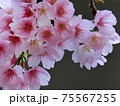 河津桜（カワヅザクラ） 75567255