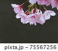 河津桜（カワヅザクラ） 75567256
