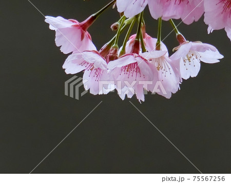 河津桜（カワヅザクラ） 75567256