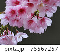 河津桜（カワヅザクラ） 75567257