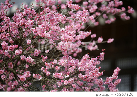 花 梅 ピンク 75567326