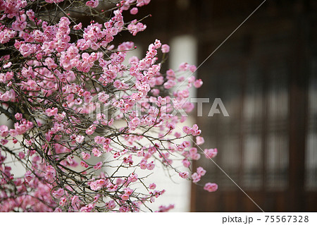花 梅 ピンク 75567328