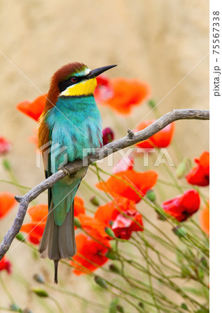 European bee-eater sitting on twig with red flowers in background European bee-eater sitting on twig with red flowers in background 75567338