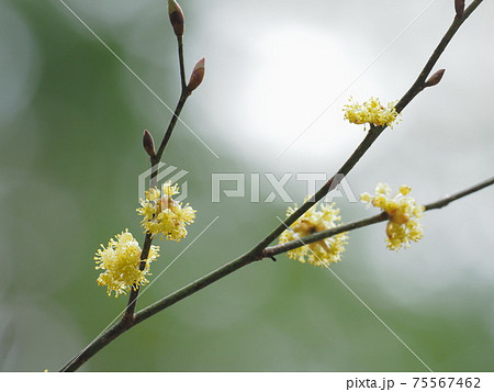 早春のダンコウバイ 75567462