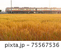 小麦畑の向こうを走る電車 75567536