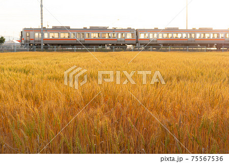 小麦畑の向こうを走る電車 75567536