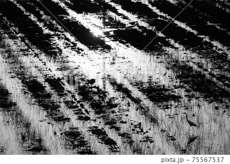 水田を歩く鳥　モノクロ 75567537