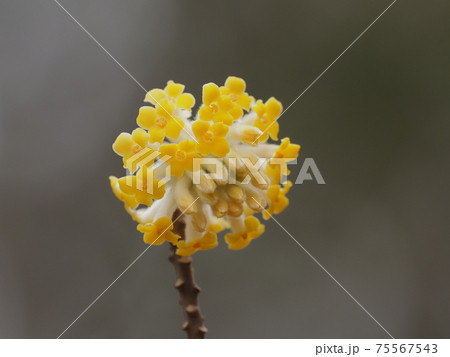 黄色のミツマタ 75567543
