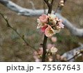 梅の花 75567643