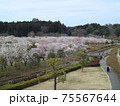 梅の花 75567644