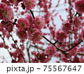 梅の花 75567647