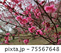 梅の花 75567648