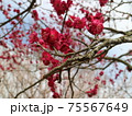 梅の花 75567649