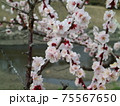 梅の花 75567650