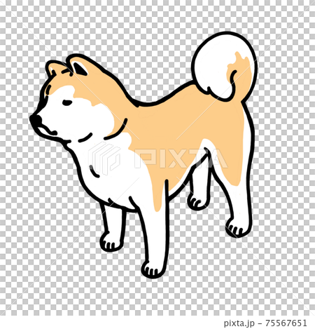 秋田犬 75567651