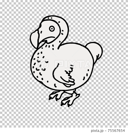 渡渡鳥 渡渡鳥 75567654