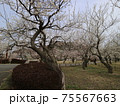 梅の花 75567663