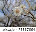 梅の花 75567664