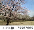梅の花 75567665