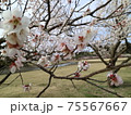 梅の花 75567667