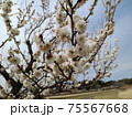 梅の花 75567668