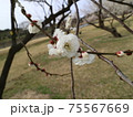 梅の花 75567669