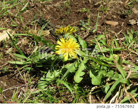 綺麗な黄色い花はタンポポの花 75567692
