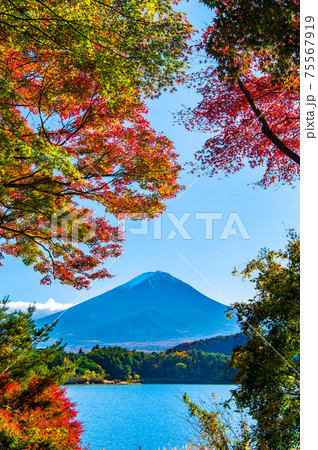 山梨県　河口湖畔の紅葉と富士山（もみじトンネルから）  75567919