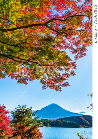 山梨県　河口湖畔の紅葉と富士山（もみじトンネルから）  75567925