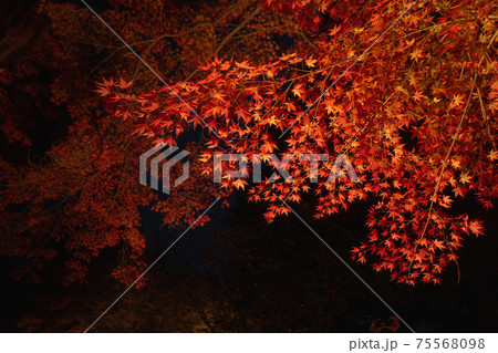 紅葉 背景素材 紅葉 背景素材 75568098