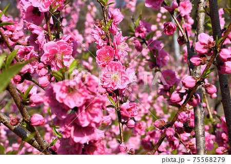 桃の花 75568279