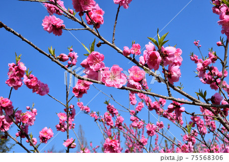 桃の花 桃の花 75568306