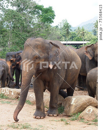 スリランカ旅行よりピンナワラのゾウの孤児園 75568415