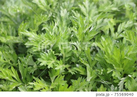 よもぎ よもぎ 75569040