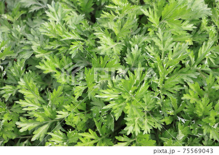 よもぎ よもぎ 75569043