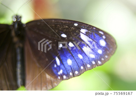 蝶が葉の上で休憩しています。蝶の名前はツムラサキマダラです。 75569167