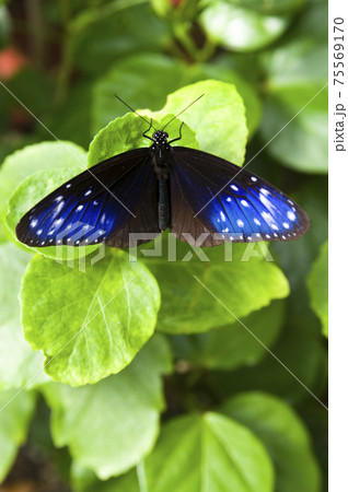 蝶が葉の上で休憩しています。蝶の名前はツムラサキマダラです。 75569170