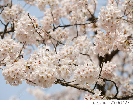 満開のさくら 75569523