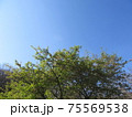 スッキリと晴れた空と樹木 75569538