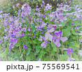 静かに咲くハナダイコンの花 75569541