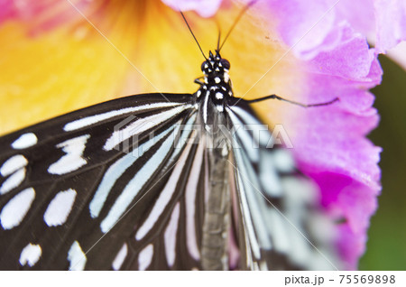 蝶が花の蜜を吸っています。蝶の名前はリュウキュウアサギマダラです。 75569898
