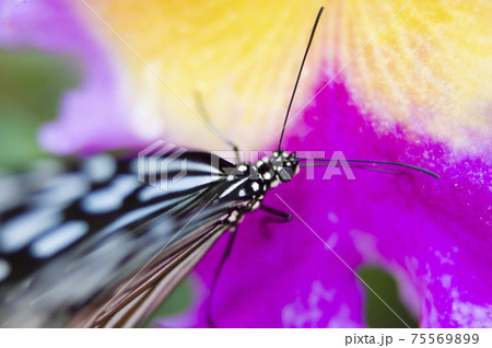 蝶が花の蜜を吸っています。蝶の名前はリュウキュウアサギマダラです。 75569899