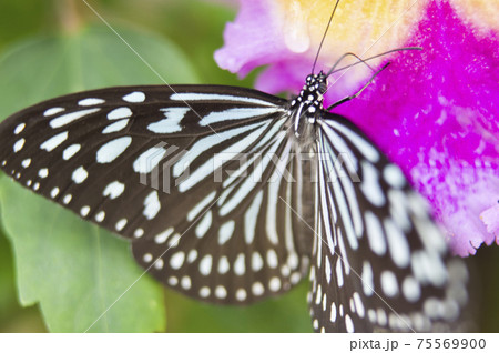 蝶が花の蜜を吸っています。蝶の名前はリュウキュウアサギマダラです。 75569900